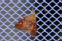 Pyrausta aurata
