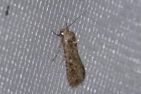 Spodoptera exigua
