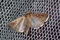 Spodoptera exigua