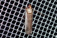Denticera divisella