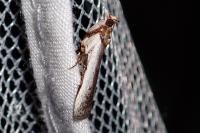 Denticera divisella