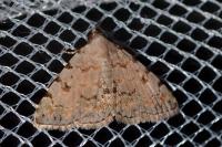 Metachrostis velox