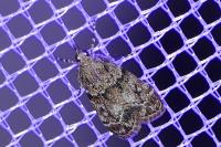 Eudonia mercurella