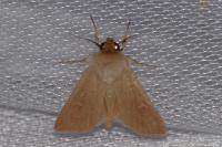 Mythimna ferrago