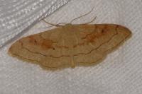 Idaea rubraria