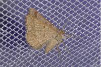 Isturgia murinaria