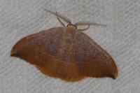 Watsonalla uncinula