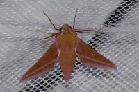 Deilephila elpenor