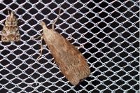 Aphomia sociella