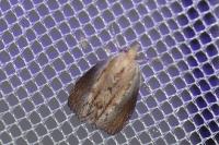 Galleria mellonella