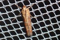 Delplanqueia dilutella/inscriptella