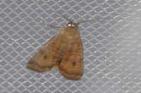 Noctua interjecta