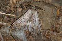 Harpyia milhauseri