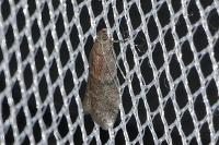 Ephestia woodiella/parasitella/elutella