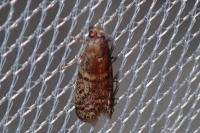 Ephestia woodiella/parasitella/elutella