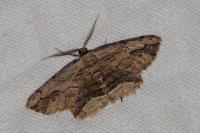 Menophra abruptaria