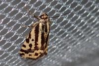 Emmelia trabealis