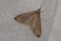 Mecyna asinalis