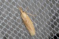 Ematheudes punctella