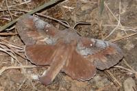Dendrolimus pini pini