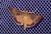 Uresiphita gilvata