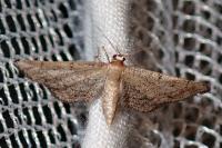 Idaea infirmaria