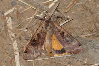 Noctua pronuba