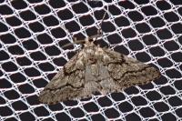 Tephronia sepiaria