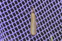 Agriphila straminella