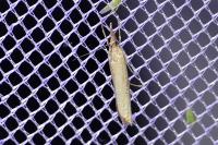 Agriphila straminella