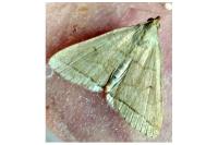 Herminia tarsipennalis