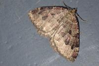 Triphosa dubitata
