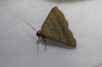 Zanclognatha lunalis