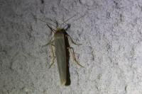 Eilema caniola