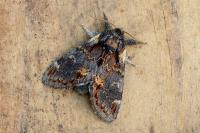 Notodonta dromedarius
