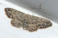 Idaea seriata