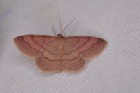 Scopula rubiginata