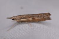Agriphila geniculea