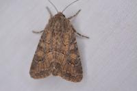 Luperina testacea