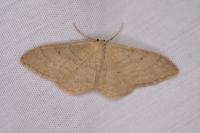 Idaea straminata