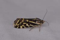 Emmelia trabealis