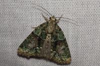 Cryphia algae