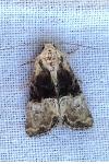Mesoligia furuncula