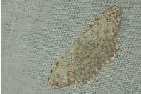 Scopula submutata roseonitens