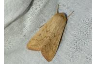 Mythimna vitellina