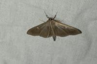 Cydalima perspectalis