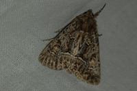 Thalpophila matura