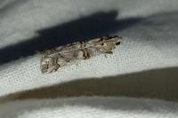 Pempelia palumbella