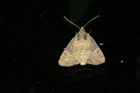 Mesapamea secalella/secalis