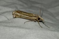Ancylolomia tentaculella